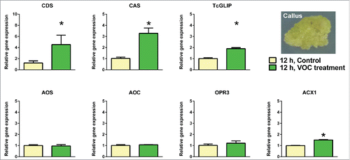 Figure 3. Effects of the wound-induce volatile organic compounds blend on callus tissues derived from Tanacetum cinerariifolium leaves. Each bar graph represents mean ± standard error of the mean (n = 4). The difference was analyzed by t-test after conversion of the relative gene expression data using the logarithm function (*, p < 0.05).