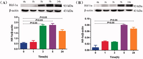 Figure 2. Effects of mild hypoxia on the Hif-1α protein of BV-2 and PC-12 cells. Hif-1α protein expression was measured by Western blotting in BV-2 cells (A) and PC-12 cells (B) treated with 5% O2 for 1, 3, 5 and 24 h. β-actin served as a loading control. Data are shown as the mean ± SEM and are representative of triplicate experiments (one-way ANOVA).