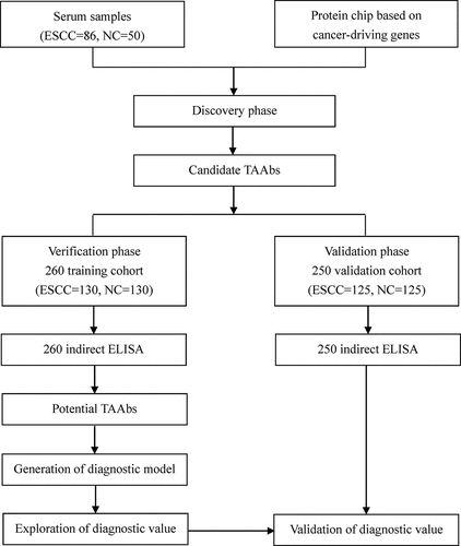 Figure 1. The design of this study. ESCC: esophageal squamous cell carcinoma; NC: normal control; ELISA: enzyme-linked immunosorbent assay.