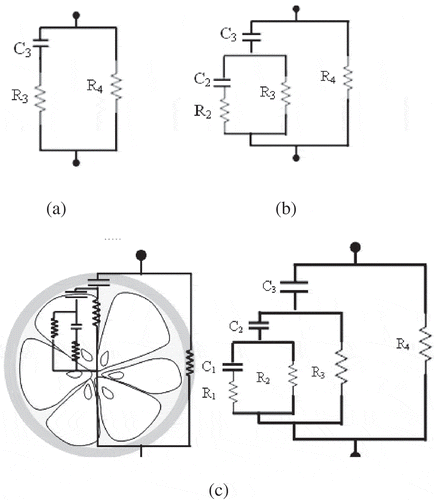 Figure 1  Development model of electrical equivalent circuit for Garut citrus from the previous models: (a) lumped model of Hayden, (b) lumped model of Zhang, and (c) new model designed and cross section of citrus fruit.