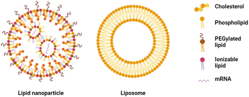 Figure 1. Schematic representation of a pegylated lipid nanoparticle and a liposome.
