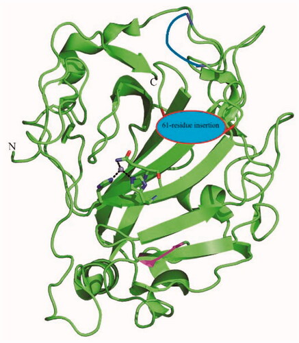 Figure 1. Homology modelling and coordination of the zinc ion in the active site of PfaCA. The zinc ion (central grey sphere) is coordinated by the imidazole moieties of residues His299, His301 and the nitrogen from the CONH2 moiety of Gln320Citation12. The numbering of the amino acid residues is not shown for the sake of simplicity, but the 61 amino acid residues insertion which could not be modelled is highlighted in blue. The protein backbone is shown in green.