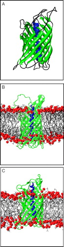 Figure 1.  (A) Structure of NalP, showing the N-terminal α-helix (blue) and the transmembrane β-barrel (green). (B) Snapshot of simulation system NalP1 showing the protein embedded in a DMPC bilayer with the phosphorus atoms in red. Water molecules have been omitted for clarity. (C) Snapshot of the system at the end of simulation NalP1.