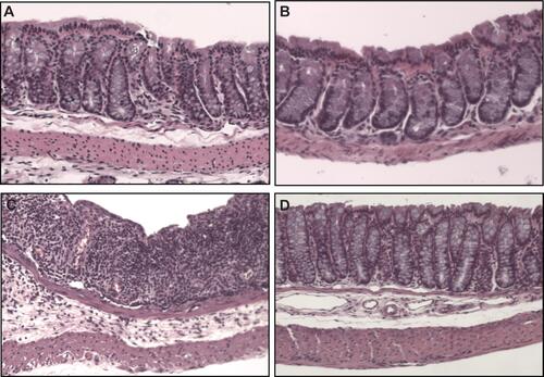 Figure 5 Colon histology (40× magnification). Control animals (A) had similar histologic appearance to those receiving just TXG (B). DSS-only animals (C) had epithelial damage that was extensive and greater than that shown in the DSS+TXG animals (D).