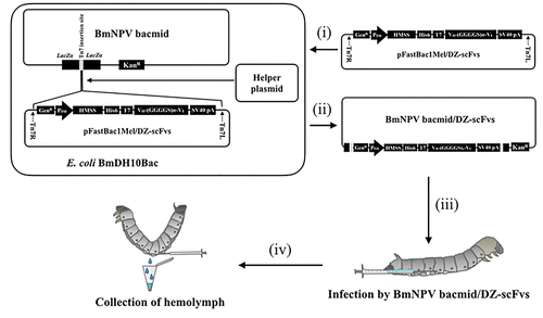 Fig. 2. Construction of recombinant BmNPV bacmid DNA.