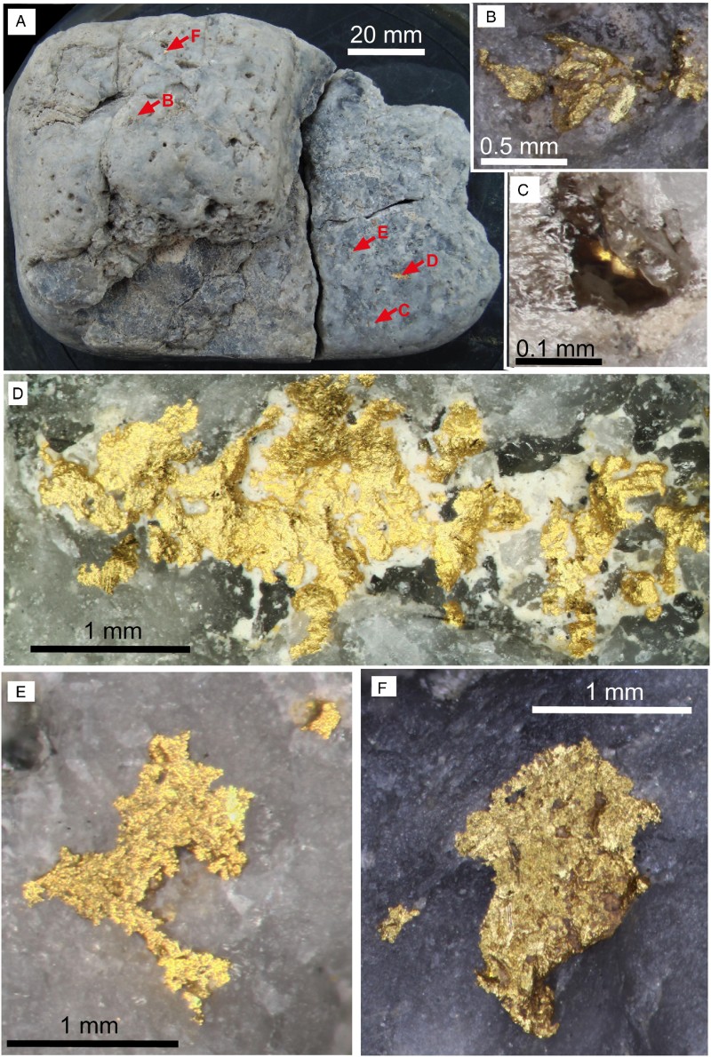 Figure 9 Gold-bearing quartz clast from Waimumu Quartz Gravels at Waimumu Stream mine. A, View of whole clast, showing variable grey seams in hydrothermal vein quartz. Locations of images B–F are indicated. B, Crystalline gold in a cavity. C, Crystalline gold intergrown with prismatic quartz in a cavity. D, Large gold particle on clast surface, with white detrital kaolinite. E, F, Irregular and rough gold particles on smooth, rounded clast surfaces.