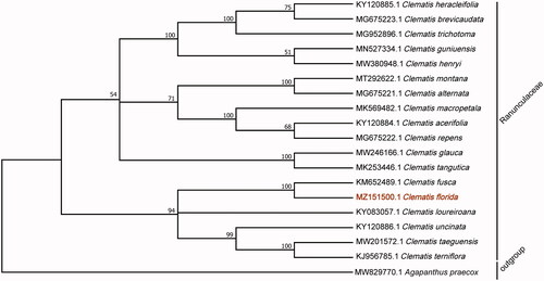 Figure 1. Phylogenetic analysis based on the complete cp genomes. The bootstrap values were shown on the nodes, the species and GenBank accession number were shown at the end of each branch.