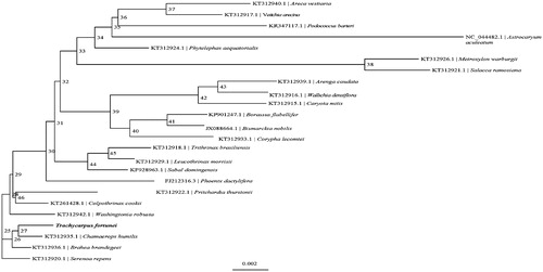 Figure 1. Phylogenetic relationships of 24 species based on the maximum-likelihood (ML) analysis of T. fortunei.