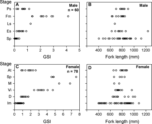 Fig. 9  Relationships between (A) the five maturation stages of testes and gonadosomatic index (GSI); (B) the five maturation stages of testes and fork length; (C) the six maturation stages of ovaries and GSI; (D) the six maturation stages of ovaries and fork length of Seriola lalandi. Refer to Figs. 3 and 44 for each testis and ovarian stage, respectively. n, number of fish examined.