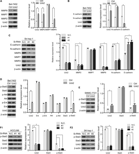 Figure 5 Uck2 regulated MMPs expression and Stat3 activation according to Western blotting analysis.Notes: The results of Western blotting analysis are shown by raw photos and densitometry analysis. β-actin was used as the housekeeping gene to normalize expression levels in the densitometry analysis by ImageJ software (1.48 version; NIH, Bethesda, MD, USA). (A) Raw photos and densitometry analysis: stable expression of Uck2 in Bel-7402 cells increased the protein levels of MMP2 and MMP9. (B) Raw photos and densitometry analysis: stable expression of Uck2 in Bel-7402 cells increased the protein level of N-cadherin and decreased the protein level of E-cadherin. (C) Raw photos and densitometry analysis: transient downregulation of Uck2 by siRNA in Sk-hep-1 cells decreased the protein levels of MMP2, MMP9, and N-cadherin and increased the protein level of E-cadherin. (D) Raw photos and densitometry analysis: exploration of the oncogenic pathways regulated by the Uck2 gene. Stable expression of Uck2 in Bel-7402 cells increased the protein level of p-Stat3. (E) Raw photos and densitometry analysis: the stable expression of Uck2 in SMMC-7721 cells increased the protein level of p-Stat3. (F1 and F2) Raw photos and densitometry analysis: transient downregulation of Uck2 by siRNA in HCCLM6 cells and Sk-hep-1 cells decreased the protein level of p-Stat3. The experiments were repeated three times, and the results are shown as the mean ± SD; *P<0.05, which indicates a significant difference by Student’s t-test.Abbreviations: Ctrl, control; MMP, matrix metalloproteinase; Uck2, uridine-cytidine kinase 2.