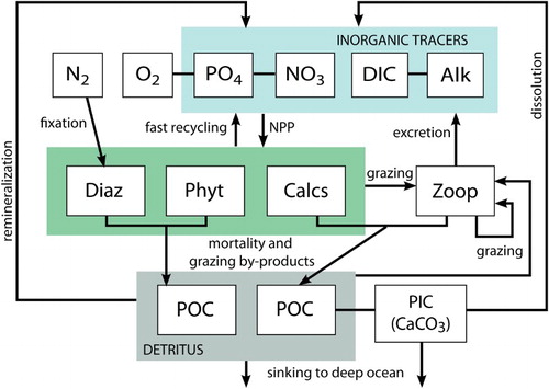 Fig. 1 UVic ESCM biogeochemical model schematic. Arrows indicate the flux direction of nutrients.