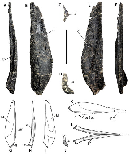 Figure 10. Comptonatus chasei gen. et sp. nov. (IWCMS 2014.80). Possible vomer (orientation presumes right vomer positioned as in K, and L) in A, ventral, B, medial, C, anterior, D, posterior, E, lateral, F, dorsal, Drawings: G, lateral, H, ventral, I, medial and J, posterior views. K, presumed position of vomer in lateral view. L, possible reconstruction of ventral view of vomer and antimere, Abbreviations: bl, blade; gr, groove; ?pt?pa, possible articulation with pterygoid and/or palatine; pm, continuation towards premaxilla; # fracture surface. Scale bar represents 50 mm.