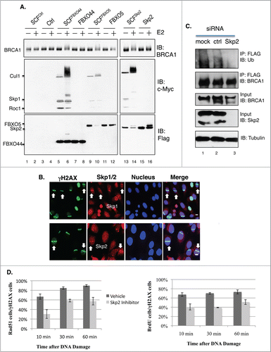 Figure 7. (A) BRCA1 is ubiquitinated in vitro by SCFSkp2. FLAG-BRCA1 immunoprecipitated from HEK293T is used as the substrate. Myc-tagged Skp1, Cul1 and Roc1 are coexpressed in HEK293T in the presence of FLAG-tagged F-box proteins and coimmunoprecipitated with FLAG-FBX proteins as the source of SCF E3 complex. (B) Endogenous Skp1 and Skp2 (red) are localized at DSBs in asynchronously growing U2OS cells. 55% laser output and no BrdU incorporation. Scale bar, 10μm. (C) Knockdown of Skp2 impairs BRCA1 ubiquitination in a HEK293T cell line that stably expresses FLAG-BRCA1, as described in.Citation51 FLAG-BRCA1 is immunoprecipitated by a FLAG antibody. (D) A Skp2 inhibitor (Skp2-C25) impairs end resection in Brca1+/+ MEFs upon microirradiation. Skp2-C25 is added at a final concentration of 10 μM and 15 min before microirradiation. Average from 3 independent experiments. For Rad51: 10 min (n = 133 for no inhibitor, n = 179 for with inhibitor, p = 0.0267); 30 min (n = 159and219, p = 0.0086); 60 min (n = 157 and 209, p = 0.0169). For BrdU: 10 min (n = 241 for no inhibitor, n = 206 for with inhibitor, p = 0.049); 30 min (n = 276 and 302, p = 6.8E-05); 60 min (n = 269and246, p = 0.034).