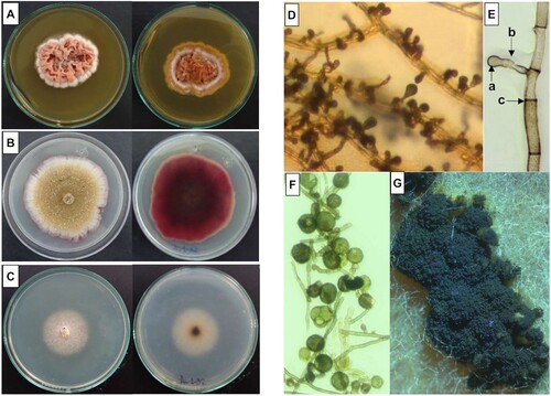 Figure 1. Colony and microscopic characteristics of the Epicoccum nigrum Au1-8 isolate. Left panel: Colonies (obverse and reverse) in different media cultures are shown: (A) Sabouraud Dextrose Agar, (B) PDA and (C) Czapek Dox Agar. Right panel: PDA microcultures of the isolate were prepared and the cellular structure of fungi was observed microscopically: (D) Mycelium and dicthiochlamydospores (Bright field 20X). (E) Young dichtyochlamydospore (a), conidiophore (b) and septate hyphae (c) (Bright field 40X). (F) Mature dichtyochlamidospores (Bright field 40X). (G) Mature sporodochia (stereoscopically obtained).