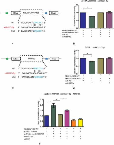 Figure 6. Overexpression of circRNA0047905 increased luciferase activity of MMP11-3ʹUTR-WT reporter by binding endogenous miR1227-5p.