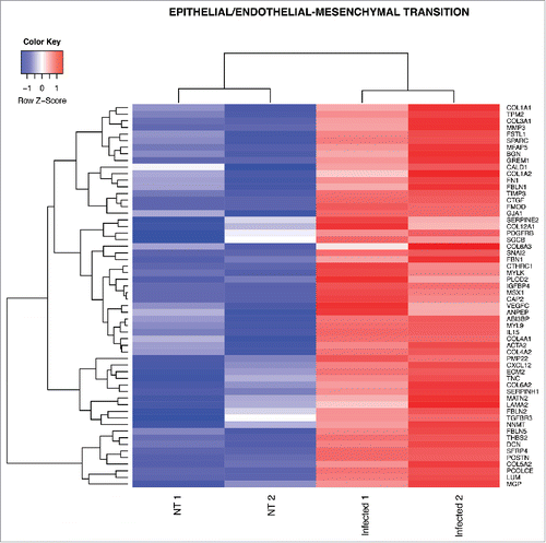 Figure 4. Heat map from hierarchical clustering representing DEGs in EndoMT pathway. The heat map shows DEGs that were used for core enrichment computation for EndoMT gene set in GSEA. All DEGs in the core enrichment were up-regulated (red tiles) upon infection.