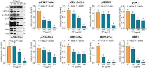 Figure 6 Expression and phosphorylation of proliferation- and invasion-related proteins in B16F10 cells with TF treatment. Data (mean ± SD) points with different letters (a, b, c, and d) indicate significant difference between each other [Fisher’s least significant difference (LSD), P < 0.05], and the values decrease with the order from a to d.