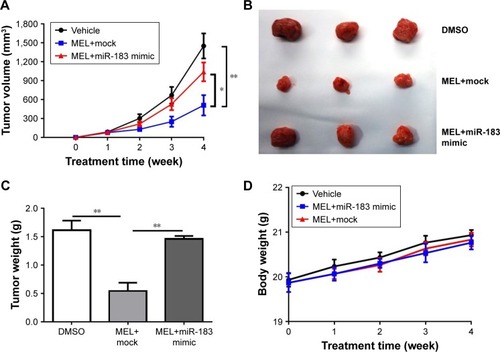 Figure 5 MEL inhibits tumor growth in NCI-H441 xenograft model.