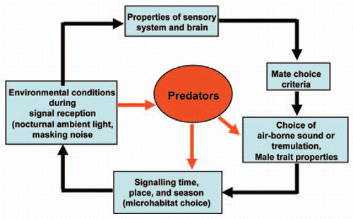 Figure 1 The “Sensory Drive Model” (modified from ref. Citation10 and Citation11) adapted for D. gigliotosi using air-borne sound and tremulation for communication. Sensory systems, signals, signaling behavior, predator avoidance, signal modes and habitat choice are all evolutionary coupled. As a shift in one of these traits would have significant consequences for the other traits, they should also coevolve in predictable directions.