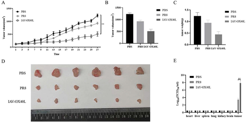 Figure 4 Antitumor efficacy of IAV-OX40L virus in a murine HCC model. (A) The change in tumor volume in the group inoculated with IAV-OX40L virus was significantly slower than in the PR8 and PBS groups. (B–D) Tumor volume and weight in mice in the IAV-OX40L group were significantly smaller than those in the PR8 and PBS groups (6 mice per group). The animal experiment was repeated twice. (E) The viral load in tumor tissues of the IAV-OX40L group was significantly higher than that of the PR8 group, while no viral titer was measurable in other tissues (heart, liver, spleen, lung, kidney, brain) (**P< 0.01).