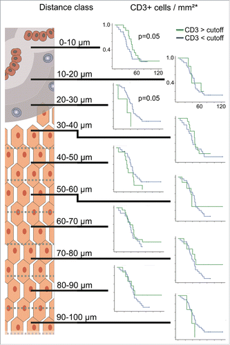 Figure 4. Kaplan–Meier plots for estimated overall survival probabilities of CD3 T cell high and CD3 T cell low patient groups within all distance classes. Graphs indicate cumulative survival (y-axis) and survival in months (x-axis). p values for statistically significant differences between groups are shown (Breslow test). Cutoff values are taken from previous works.Citation6,13