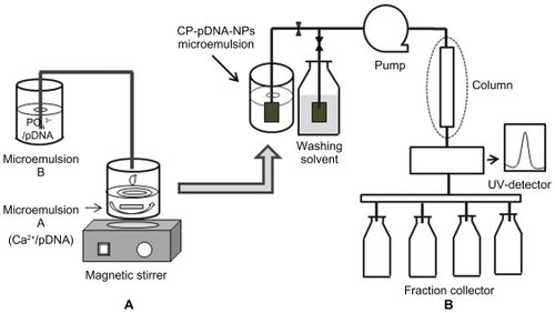 Scheme 1 (A) Process of preparing CP-pDNA nanoparticles by adding microemulsion B into microemulsion A at 20 drops per minute. (B) Schematic setup of the high-pressure liquid chromatography system for isolation of CP-pDNA nanoparticles.Abbreviations: CP, calcium phosphate; pDNA, plasmid DNA.