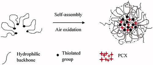 Figure 6. The self-assembly process of disulphide cross-linked nanospheres.