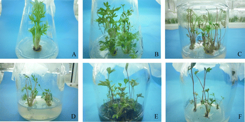 Figure 1  Culture of underground buds of Paeonia lactiflora Pall. A, Induction of underground buds. B, Proliferation of axillary shoots. C, Serious hyperhydricity. D, Mild hyperhydricity. E, Rejuvenation of hyperhydric microshoots with activated charcoal. F, Rejuvenation of hyperhydric microshoots with ammonium nitrate.