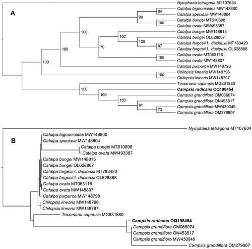 Figure 3. The Maximum-Likelihood phylogeny of Campsis radicans and its close relatives using whole genome sequences. The bootstrap values based on 1000 replicates were shown on each node in the cladogram tree (A). The corresponding phylogram tree is shown in panel B. We downloaded 19 Campsis species plastomes from GenBank, C. grandiflora (Thunb.) K.Schum. (MW430049) (Chen et al. Citation2022), C. grandiflora (OM066074) (Ngai et al. Citation2023), C. grandiflora (OM279807), C. grandiflora (ON453817), Catalpa bignonioides walter (MW148800) (Dong et al. Citation2022), Catalpa bungei C.A.Mey. (MT610898), Catalpa bungei (MW148815) (Dong et al. Citation2022), Catalpa bungei (OL628867) (Li et al. Citation2022), Catalpa fargesii f. duclouxii (dode) Gilmour (MT783420) (Ma et al. Citation2020), Catalpa fargesii f. duclouxii (OL628868) (Li et al. Citation2022), Catalpa ovata G.Don (MT063116) (Wang et al. Citation2020), Catalpa ovata (MW148807) (Dong et al. Citation2022), Catalpa ovata (MW493387), Catalpa purpurea griseb. (MW148798) (Dong et al. Citation2022), Catalpa speciosa teas (MW148804) (Dong et al. Citation2022), chilopsis linearis (cav.) sweet (MW148796) (Dong et al. Citation2022), Catalpa linearis (MW148797) (Dong et al. Citation2022), Tecomaria capensis (Thunb.) spach (MG831880) (Fonseca and Lohmann Citation2018). Nymphaea tetragona Georgi (MT107634) (Sun et al. Citation2021), from the nymphaeaceae, served as the outgroup. The new C. radicans plastome in this study were labeled in bold font.