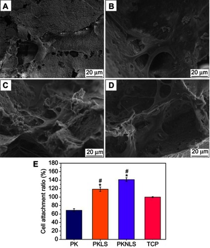 Figure 6 SEM micrographs of morphology of MC3T3-E1 cells on PK (A), PKLS (B), and PKNLS (C and D) after culturing for 12 hrs, and attachment ratio (E) of cells on samples for 12 hrs (* p<0.05, vs PK; #p<0.05, vs TCP, tissue culture plate).Abbreviations: PK: polyetheretherketone; PKNLS: polyetheretherketone–nanoporous lithium-doped magnesium silicate blend; PKLS: PK/lithium-doped magnesium silicate blend; SEM, scanning electron microscopy; TCP: tissue culture plate.