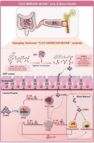 Figure 5 Harnessing “GUT-IMMUNE-BONE” axis in Bone Health: GUT microbiota (GM) acts on the non-digestible carbohydrates (NDOs) such as fructo-oligosaccharides (FOS), galacto-oligosaccharides (GOS) etc. and convert them into various Gut Associate Metabolites (GAMs): Short chain fatty acids (SCFAs), ie, acetate (C2), propionate (C3), butyrate (C4), pentanoate (C5), and hexanoate (C6). Moreover, primary bile acids produced by liver such as cholic acid and deoxycholic acid are converted into secondary bile acids (by the GM) such as lithocholic acid (LCA), etc. These GAMs can cross the intestinal lining and upon entry into lamina propria modulate Breg, Tregs, and Th17 cells which further regulate bone remodelling after reaching BM. Also, GAMs can directly regulate bone remodelling via the peripheral circulation, thereby maintaining bone health.