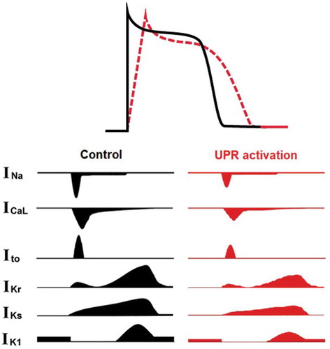 Figure 2. Tunicamycin-induced UPR activation alters the morphology of the action potential with prolonged action potential duration and decreased dV/dtmax of hiPSC-CMs, by decreasing all major cardiac ion channel currents.