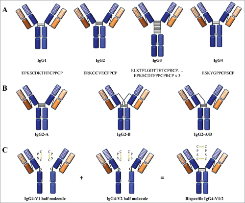 Figure 7. Interchain disulfide linkage characteristics and structural isoforms of human IgG subclasses. (A) Schematic comparison of disulfide linkages and hinge amino acid sequences between the subclasses. The core hinge region sequences are displayed under each schematic. (B) Structural isoforms of IgG2 resulting from inter-chain disulfide shuffling: IgG2-A is the known classical form, IgG2-B is created by a symmetric disulfide linkage of both Fab regions to the hinge, and IgG2-A/B is an intermediate form with an asymmetric disulfide linkage of one Fab arm to the hinge. (C) Formation of a bispecific monovalent IgG4 molecule resulting from Fab arm exchange between 2 different monospecific bivalent IgG4 molecules. The non-covalently linked half molecule is created by the formation of intra-chain disulfide bonds as depicted in the insert. The C regions are shown in solid colors and the V regions are patterned.