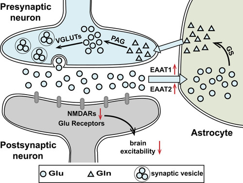 Figure 8 A schematic illustration of the proposed mechanism by which Gas alleviates Tourette syndrome in rats.