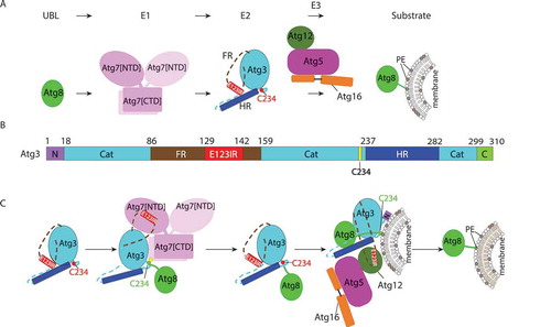 Figure 1. Allosteric regulation through a switch element in the autophagy E2 Atg3. (A) Atg8 is activated by the E1, Atg7, and then transferred to the E2 enzyme, Atg3. Atg12–Atg5-Atg16 acts as an E3 catalyzing PE linkage to Atg8. (B) Diagram representing Atg3 sequence and highlighting unique elements: N, N-terminal region; Cat, catalytic domain; FR, flexible region; E123IR, E1-, E2-, and E3-interacting region; HR, handle region; and C, extreme C-terminal region. (C) Schematic model for allosteric regulation of Atg3 activity by E123IR. Atg3 is initially autoinhibited by the Atg3 E123IR. E123IR is relocated upon binding to the Atg7 NTD, thereby triggering rearrangement of the Atg3 catalytic core to activate Cys234 for attacking the Atg7~ Atg8 intermediate. Atg8 is transferred from Atg7 to Atg3, producing the Atg3~ Atg8 intermediate. Relieved from Atg7, the Atg3 E123IR protects the Atg3~ Atg8 intermediate from wayward discharge to errant nucleophiles. Atg12–Atg5-Atg16 binds the E123IR and activates the Atg3~ Atg8 intermediate for nucleophilic attack from PE.