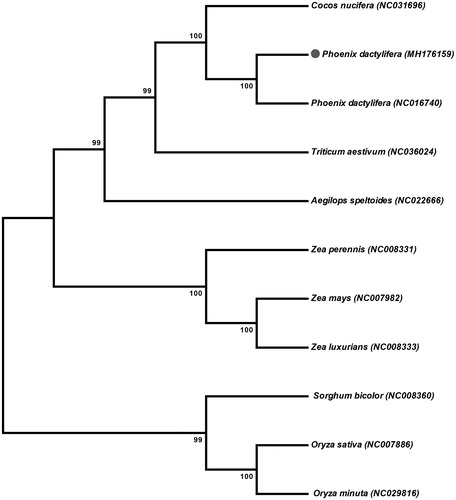 Figure 1. Phylogeny of the Phoenix dactylifera var. Khanezi mitochondrial genome with ten other related species (two from family Arecaceae and eight from family Poaceae). The phylogenetic tree was inferred using the Maximum parsimony method based on entire mitochondrial genomes of these species.
