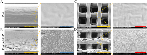 Figure 2 Filament and FDM-3D-printed scaffold. (A and B) SEM images of the morphology of the filament (yellow bar = 1 mm, blue bar = 10 μm). (A) The surface of the pure PLA filament was smooth with slight protrusions and (B) the surface of the PLA/nano β-TCP composite filament was rough and the particles were evenly distributed. (C and D) SEM images of the morphologies of the scaffolds (yellow bar = 1 mm, blue bar = 20 μm). The two scaffolds had clear pores and regular vertical and horizontal arrangements. (C) The surface of the pure PLA scaffold was smooth and (D) the surface of the PLA/nano β-TCP composite scaffold was rough with uniform particles.