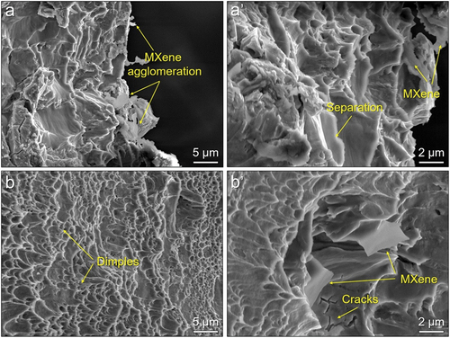 Figure 13. Cross-sectional SEM fractograph of samples: (a and a’) S8 and (b and b’) S17.