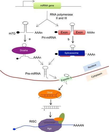 Figure 1 microRNA (miRNA) biogenesis.