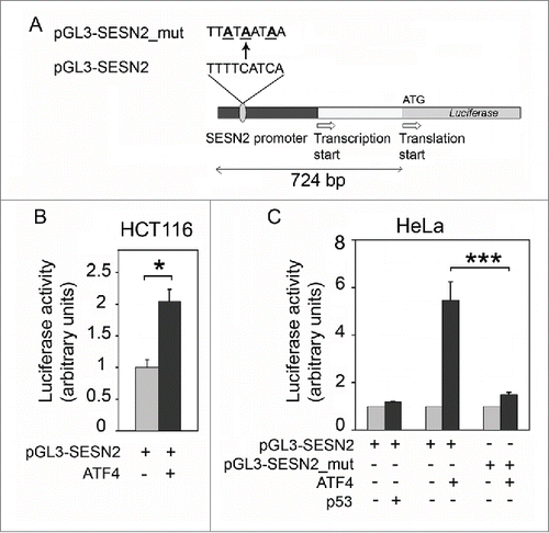 Figure 5. Overexpression of ATF4 (but not p53) stimulates the luciferase reporter controlled by the SESN2 gene promoter region. (A) The reporter constructions. (B) Stimulation of luciferase reporter by ATF4 expression in HCT116 cells compared to the control HCT116 cells transfected with the empty vector. (C) The activity of reporters pGL3-SESN2 or pGL3-SESN2_mut with a mutated putative ATF4 binding site in HeLa cells with ectopic expression of p53 or ATF4 compared to control cells transfected with an empty vector. The effects of ATF4 and p53 expression are presented as relative values in comparison to normalized reporter activities in control cells. The means and standard deviations on the basis of at least 3 independent experiments are presented. Student's t-test was used to analyze statistical significance (*P < 0.05, **P < 0.01, ***P < 0.001).