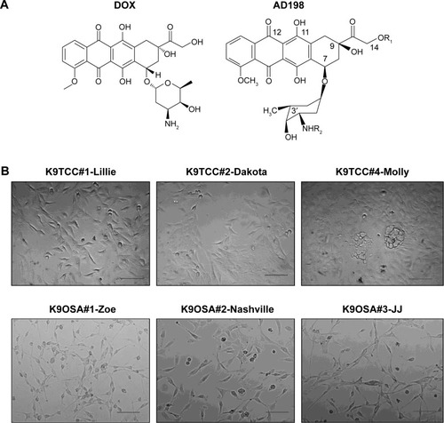 Figure 1 Morphology of tested K9TCC and K9OSA cell lines.