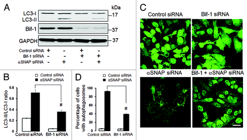 Figure 9. Bif-1 is involved in the enhanced autophagy caused by downregulation of αSNAP. SK-CO15 (A and B) and HeLa-GFP-LC3 cells were subjected to sequential transfections with one of the following siRNA pairs: control-control, control-Bif-1, control-αSNAP and Bif-1-αSNAP. Levels of LC3 and Bif-1, as well as accumulation of autophagosomes, were determined by immunoblotting and fluorescence microscopy, respectively. #p < 0.01 compared with the control-αSNAP siRNA-transfected group. Scale bar, 20 µm.