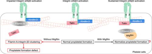 Figure 4 The roles of Migfilin and Filamin A in platelet biology. In platelet circulation, when the vasculature damages, integrin αIIbβ3 shifts into active conformation, which mediates platelet aggregation. During platelet activation, Talin, in conjunction with Kindlin-3, binds to conserved motifs in the integrin β3 cytoplasmic domain. That’s the normal proplatelet formation. At this point, Filamin A participates in integrin β3 clustering, blocking the high affinity of Talin for the integrin β3 and impairing αIIbβ3 activation, which induces proplatelet formation defect. Migfilin may bind to Filamin A, block its αIIbβ3-inhibiting effect and support a long-term Integrin αIIbβ3 activation. However, Migfilin knockdown has been found to have no effect on platelet count or morphology. A further elaboration of the role of Migfilin in normalizing the proplatelet formation and the Migfilin and Filamin A interaction network in platelets is warranted.