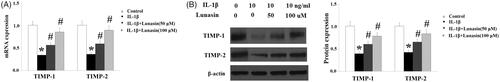 Figure 3. Lunasin ameliorated IL-1β-mediated decrease in TIMP-1 and TIMP-2. Chondrocytes were stimulated with IL-1β or lunasin (50, 100 μM). (A) mRNA level of TIMP-1, TIMP-2. (B) Protein level of TIMP-1, TIMP-2 (*, #, p < .01).