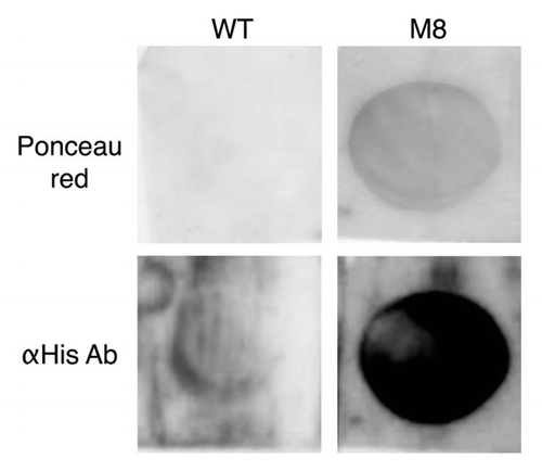 Figure 4 M8 interacts specifically with lipids in vitro. M8 interacts with DMPC blotted onto a PVDF membrane. M8 is detected directly by Ponceau red and indirectly by an anti-histidine antibody.
