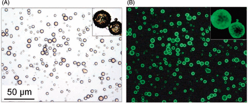 Figure 3. (A) Phase contrast and (B) fluorescence (measured at a wavelength of 490/509 nm) microscopy images of the Magnetic and acoustically active liposomes composed of fluidMAG-Tween-60 magnetic nanoparticles and the luciferase plasmid pBLuc, which was fluorescently labelled with the intercalated dye YOYO-1. Reproduced with kind permission from John Wiley & Sons from Figure 2 of reference Citation[106] © 2010 WILEY-VDH Verlag GmbH & Co. KGaA, Weinheim.