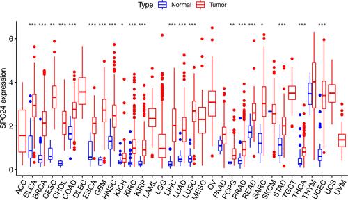 Figure 11 The difference of SPC24 expression between tumor and corresponding normal tissues in 32 cancer types. *P<0.05, **P<0.01, ***P<0.001.