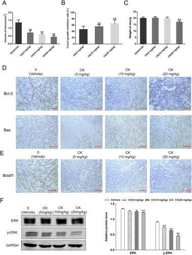 Figure 7. (A) After CK (5, 10, 20 mg/kg) treatment, the nude micetumor volume (cm3), compared with blank control, **P < 0.01. (B) Tumor growth inhibition rate (%), compared with CK (5 mg/kg) group, **P < 0.01. (C) Weight of mice (g), compared with blank control, **P < 0.01. (D) The effects of CK on Bcl-2 and Bax in nude mice featuring SMMC-7721 xenografts were detected by immunohistochemistry (×200). (E) The effect of CK on Bclaf1 in nude mice featuring SMMC-7721 xenografts was detected by immunohistochemistry (×200). (F) ERK and p-ERK expression in tumor tissues was detected by western blotting compared with the findings in the blank control group (**P < 0.01).