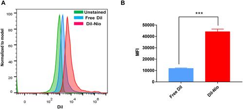 Figure 4 The uptake of free DiI and DiI-Nio by the HaCaT cells. (A) The histogram profiles. (B) Mean fluorescence intensity of the HaCaT cells treated with free DiI and DiI-Nio. ***p < 0.001, compared with Free DiI group. Values are shown as mean and SD (n=3).