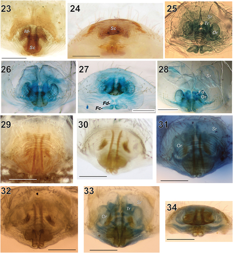 Figures 23–34. Epigyne of Turanobius tadzhikus comb. n. (23–28) and T. leptonychus sp. n. (29–34). 23, 29 – intact, ventral; 24 – intact, posterior; 25, 28, 32, 33 – macerated, dorsal; 26, 30, 31 – macerated, ventral; 27, 34 – macerated, posterior. Abbreviations: Fc – fertilisation chamber, Fd – fertilisation duct, Id – insemination duct, Or – oval chamber of the receptacle, Sc – scape, Sr – sack-like chamber of the receptacle, Tr – tubular part of the receptacle. 23–28 reproduced from Marusik et al. (Citation2015). Scale bars: 0.2 mm.